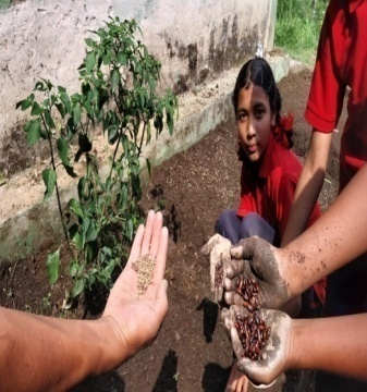 MDM Kitchen Garden