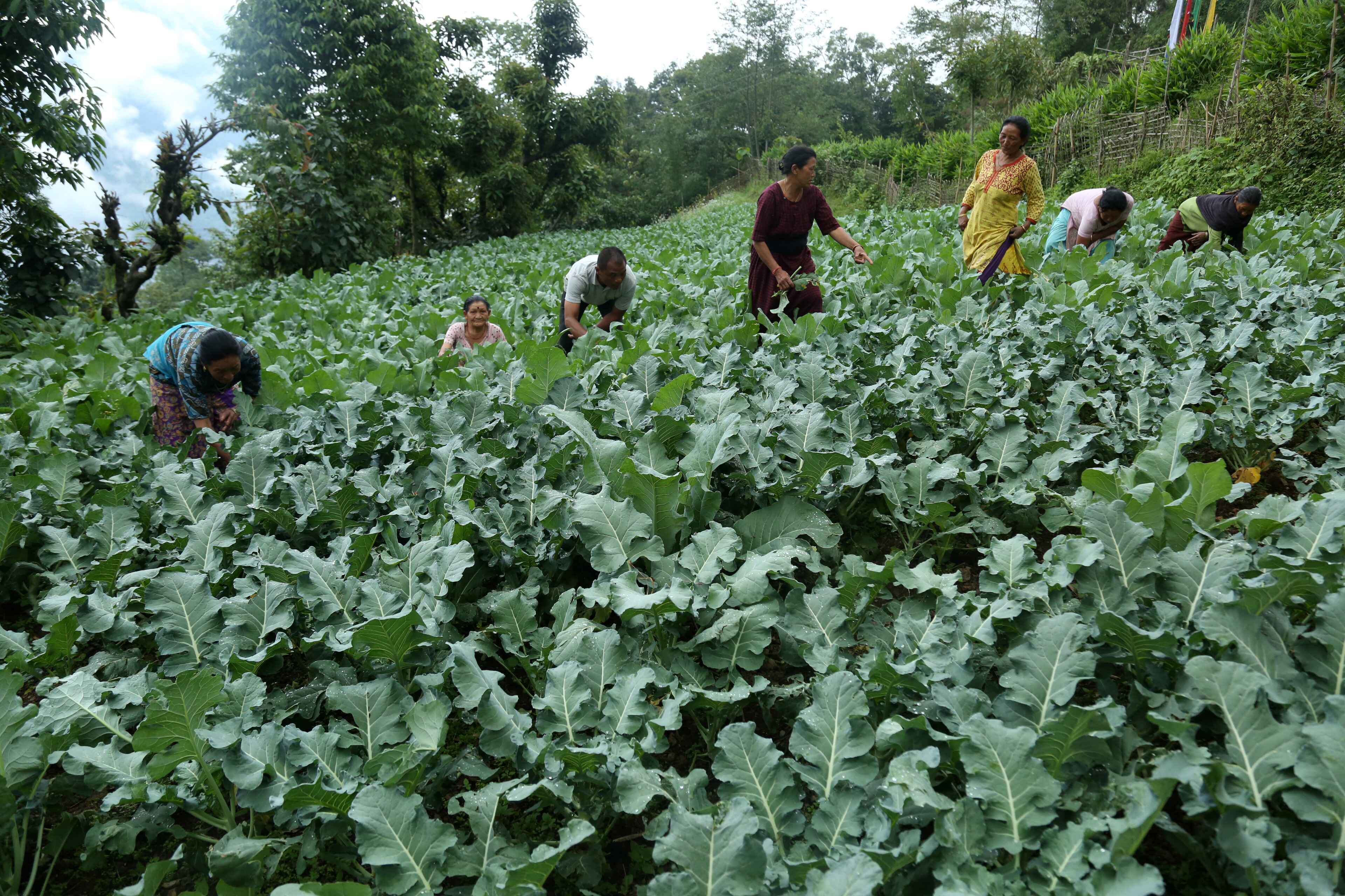 Organic Farming through the Years