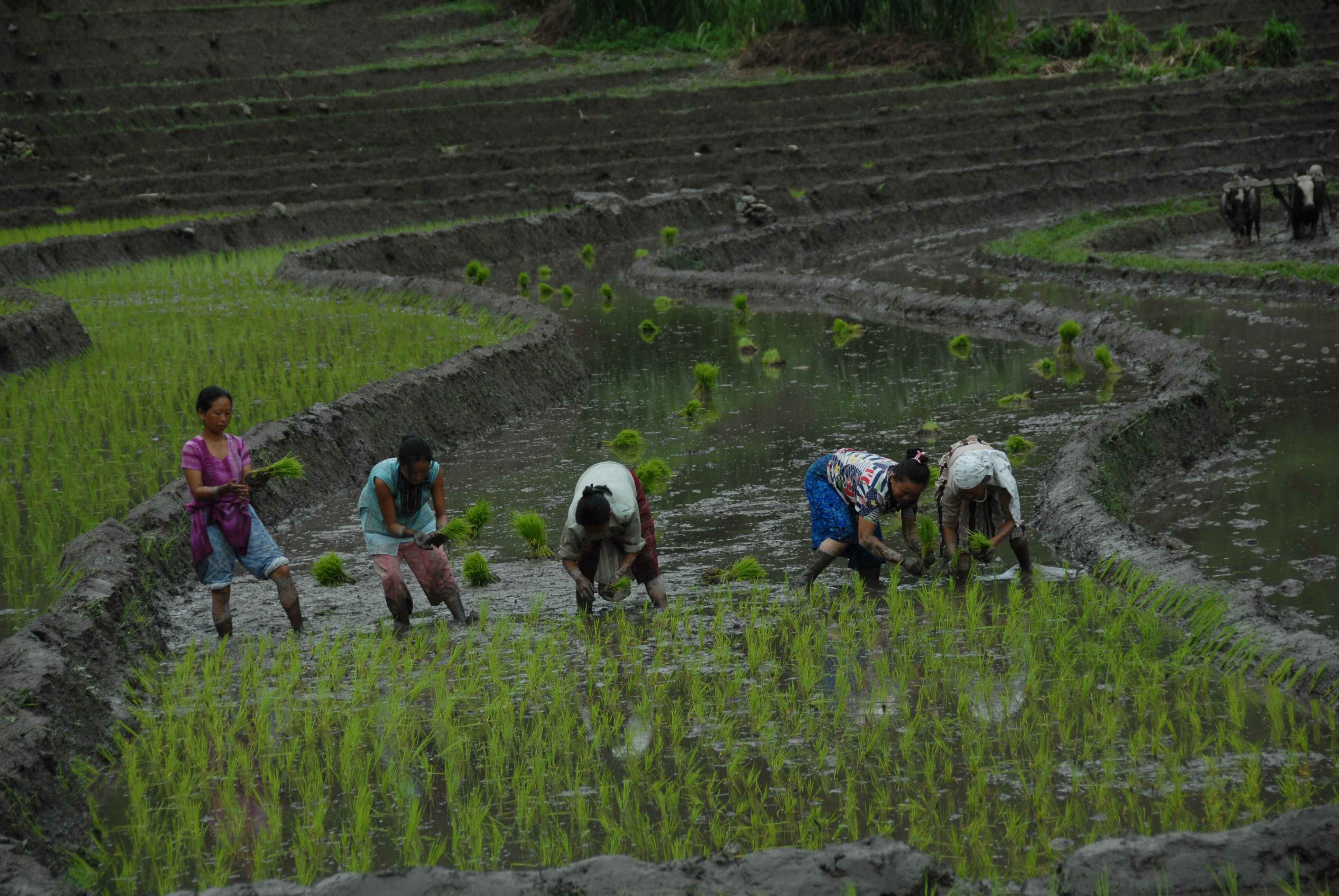 The decision to transform Sikkim into an organic state was made through a resolution passed at the Sikkim State Legislative Assembly on 2003 by the then Government.