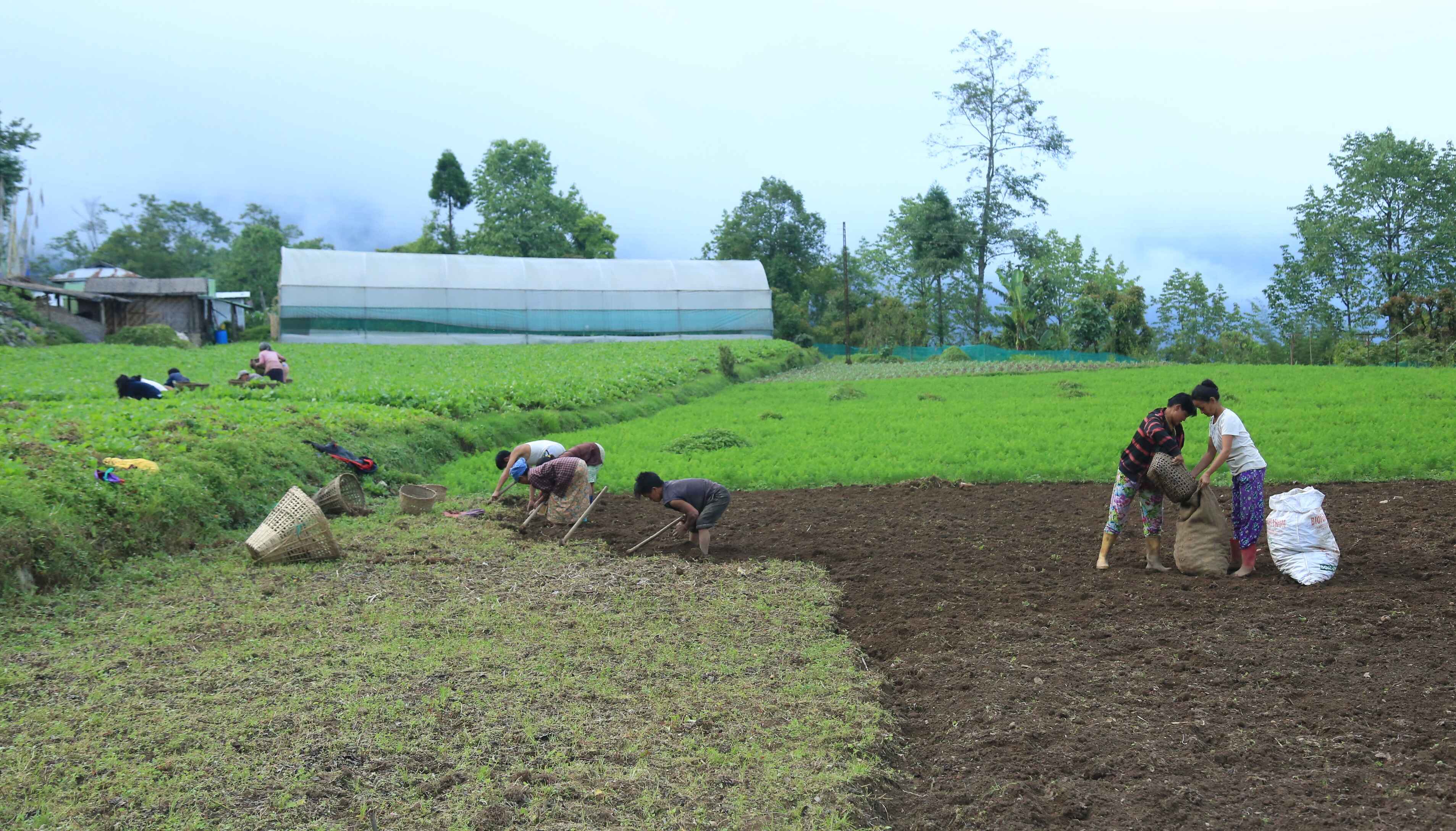 The Sikkim Organic Mission was launched in 2010, and by 2015, Sikkim was recognized as the first state in the world to fully adopt organic farming.
